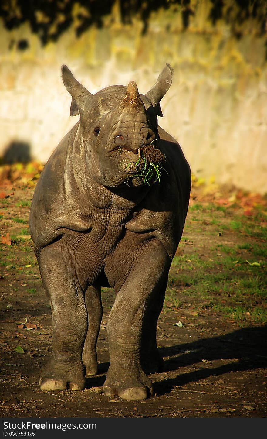 Rhinoceros Eating Grasss