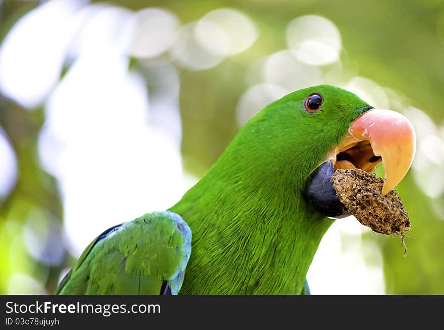 Green macaw portrait