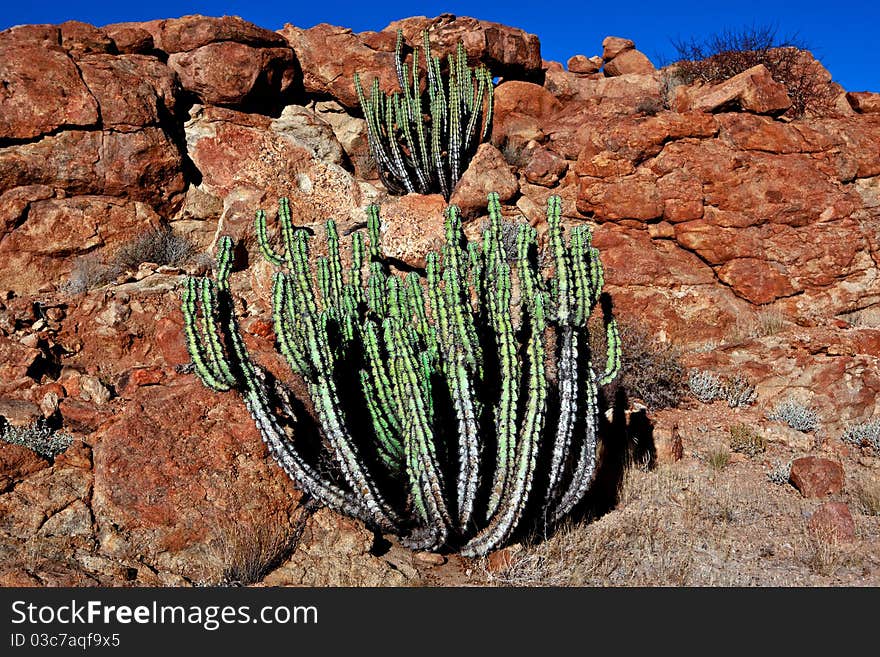 Beautiful cactus near the stones, Namibia