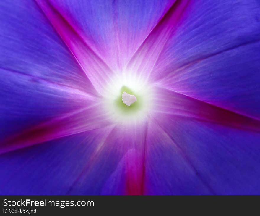 Bell flower in the garden. Bell flower in the garden