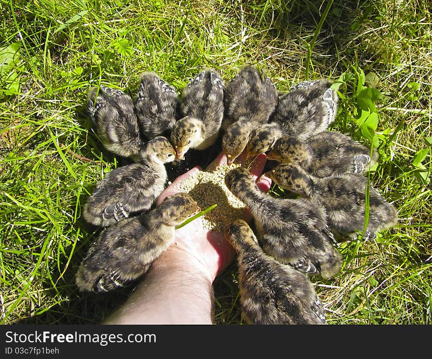 Domestic turkey chicks