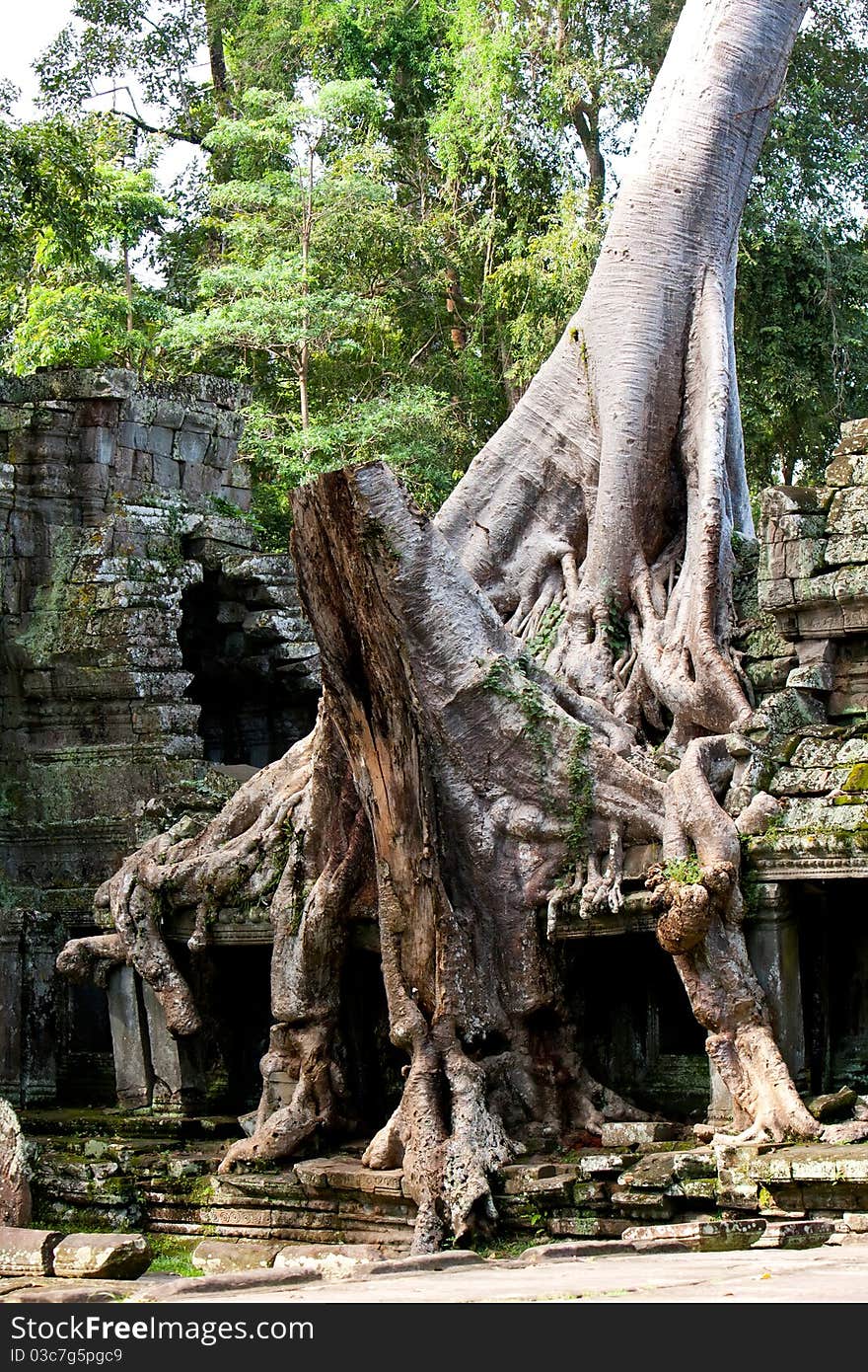 Overgrown Ruins- Cambodia