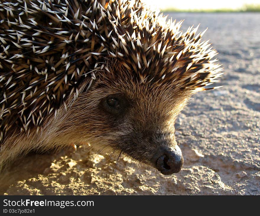 Scratchy hedgehog on the roadside