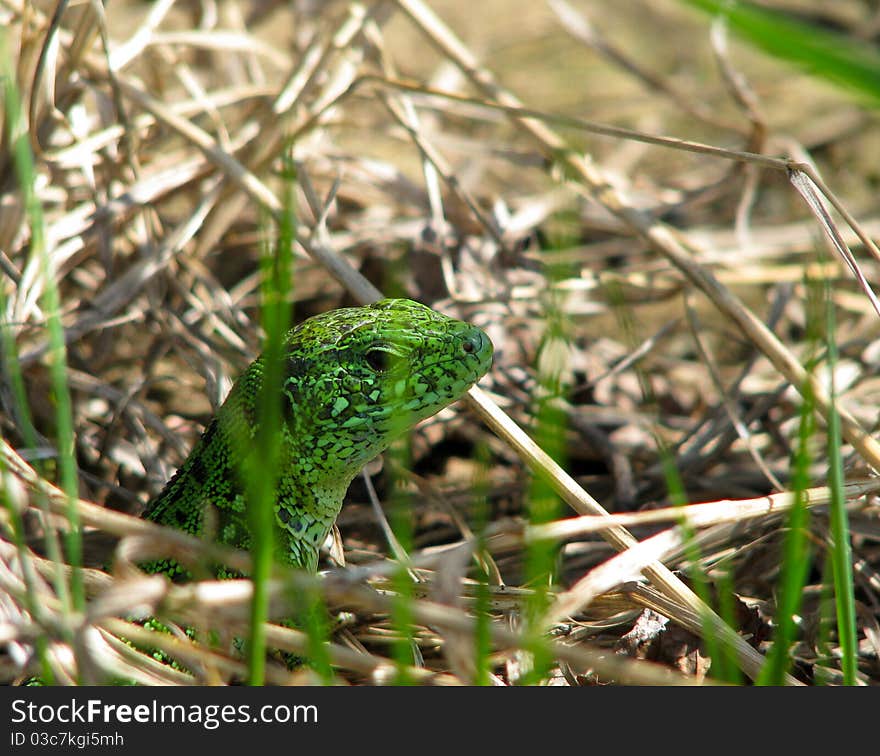 Green Lizard