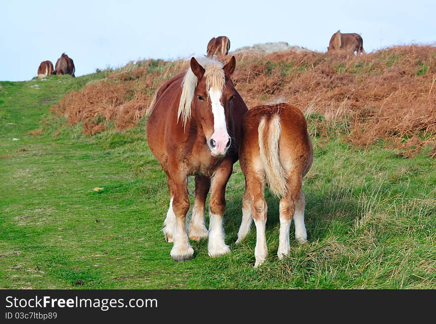 Horses in Brittany