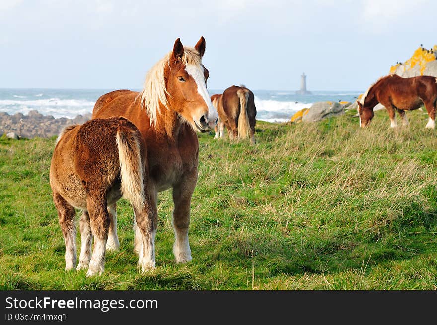 Horses in Brittany