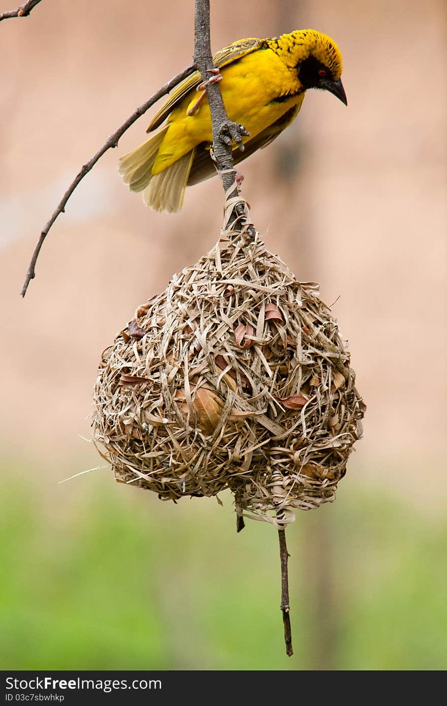 Yellow weaver