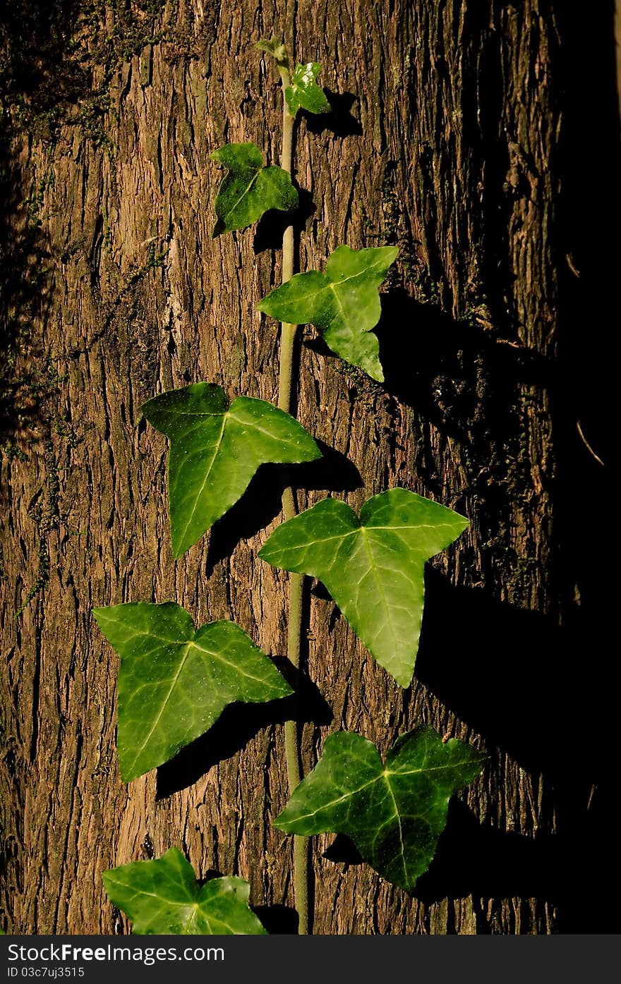 Concept of strength and success, Morning ivy leaf pictured on warm morning light. Perfect for environment themes. Concept of strength and success, Morning ivy leaf pictured on warm morning light. Perfect for environment themes.