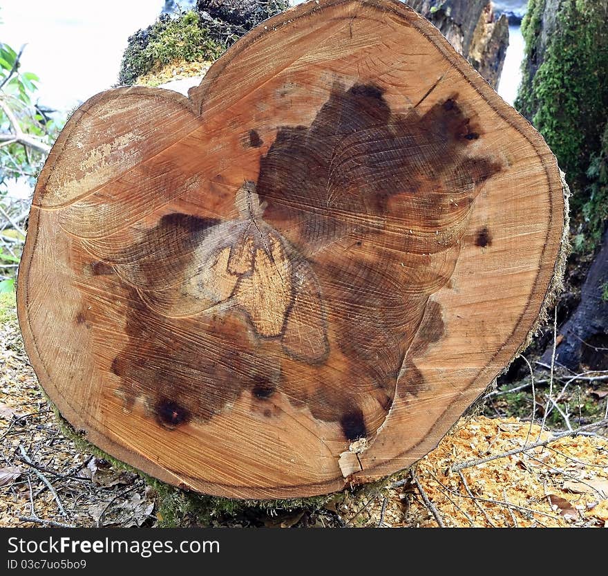 Tree stump cut to show the rings and grain of the wood