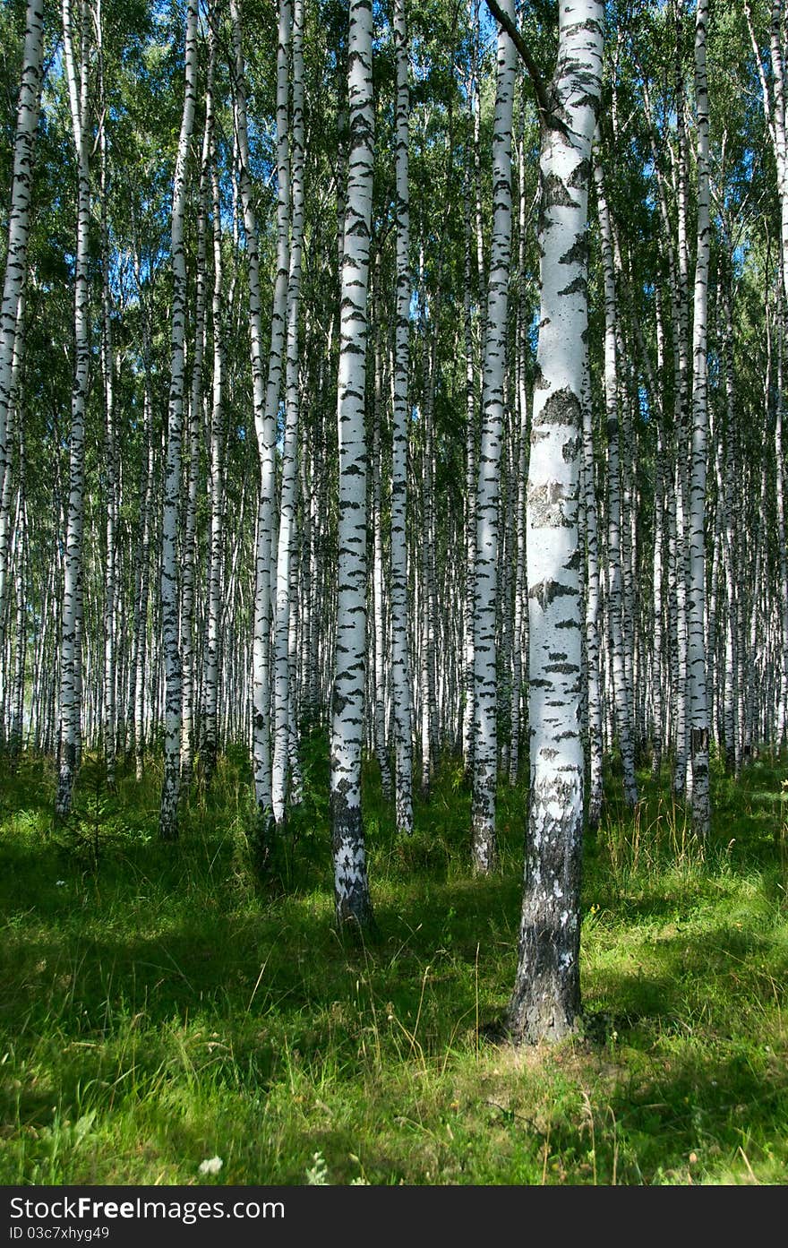 Birchwood in sunny day