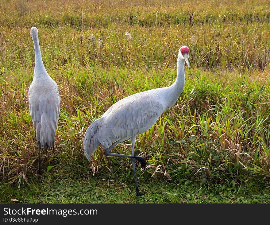 Two Sandhill Cranes in the long grass.