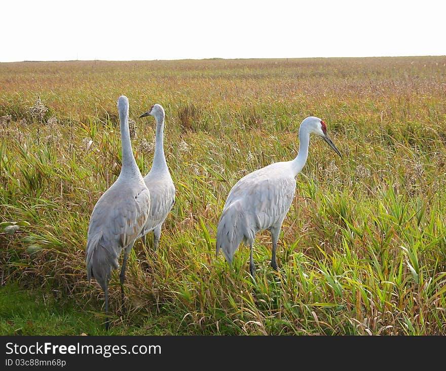 Three Sandhill Cranes in the long grass.