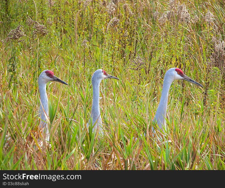 Three Sandhill Cranes