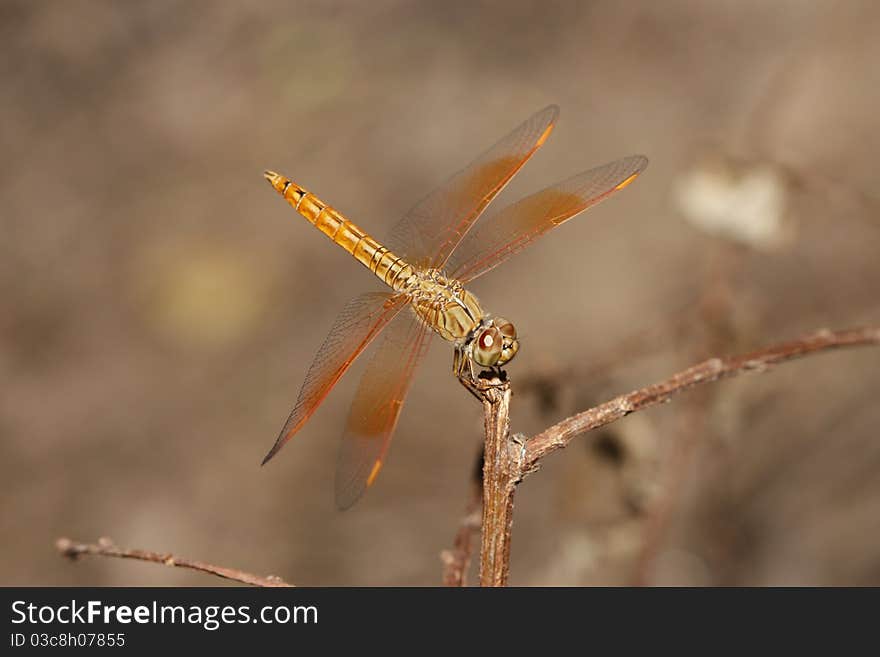 Dragonfly on blur green backdrop. Dragonfly on blur green backdrop.