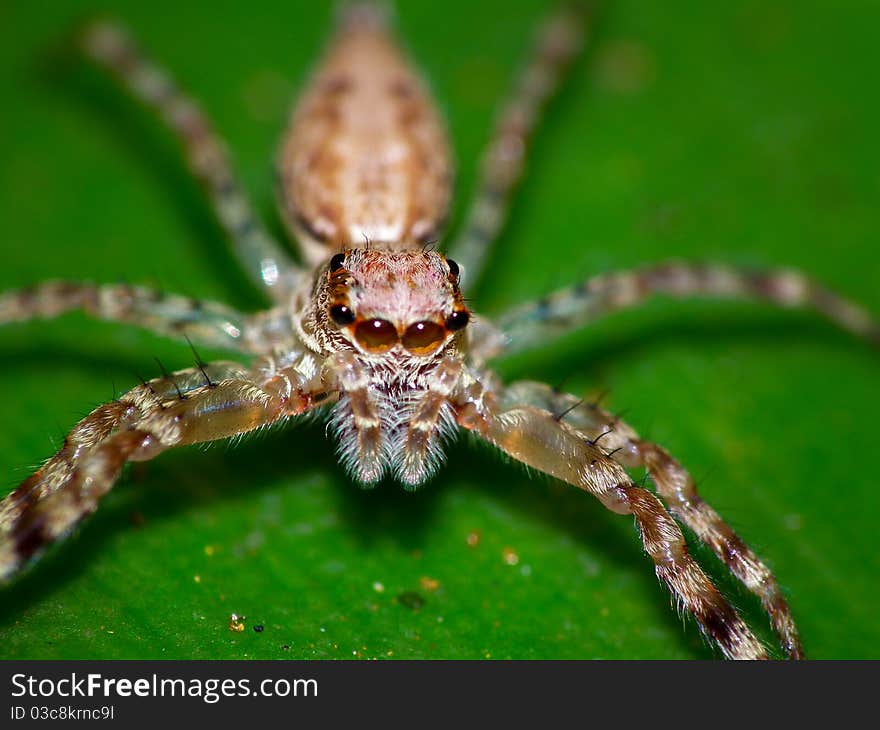 Jumping Spider