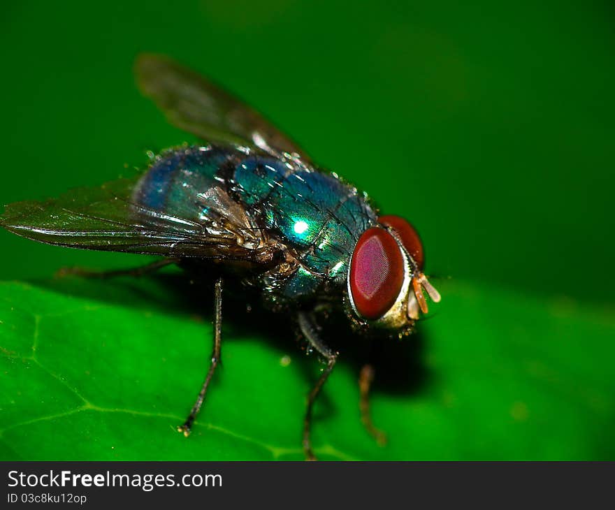 Macro shot of a blowfly. Macro shot of a blowfly