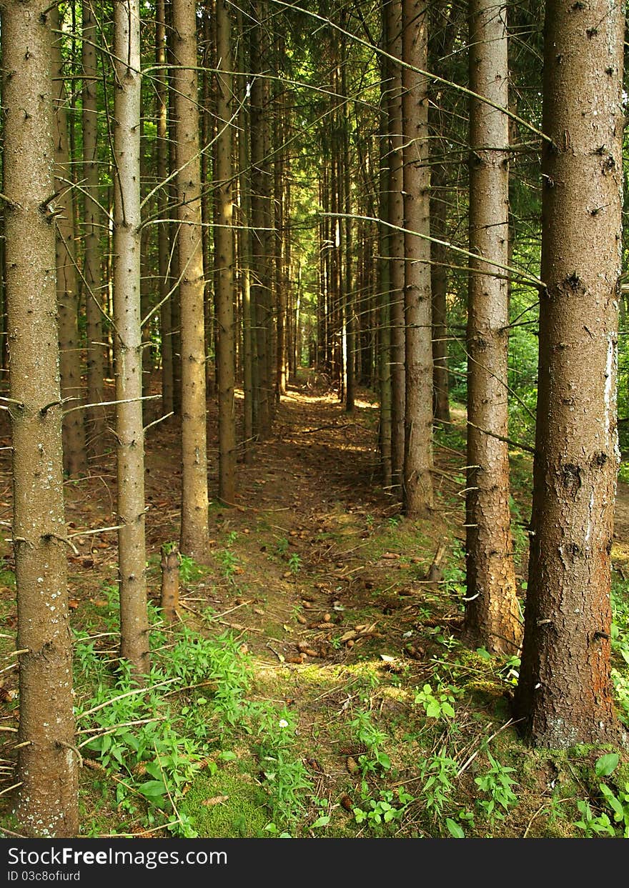 Fir trunks corridor in the forest, Russia. Fir trunks corridor in the forest, Russia