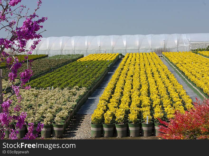 Greenhouse with Yellow Boxwood, Indian hawthorn and ligustrum in California. Greenhouse with Yellow Boxwood, Indian hawthorn and ligustrum in California