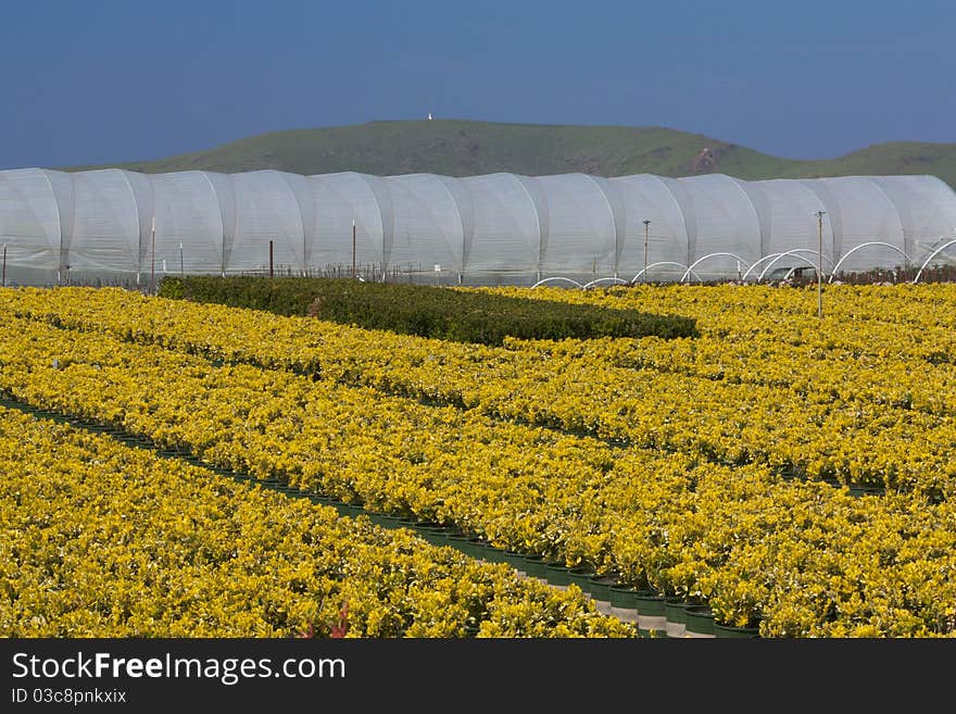 Greenhouse with Yellow Plants