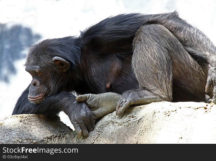 Relaxed Chimp Holding His Her Foot. Relaxed Chimp Holding His Her Foot