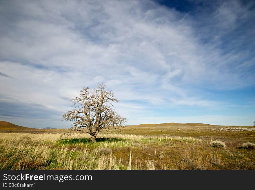 The Last of the Trees