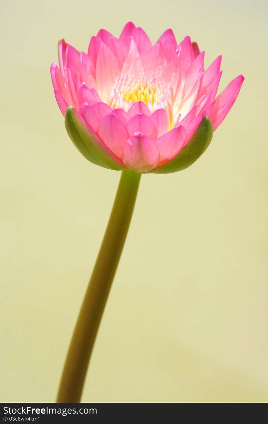 Beautiful Pink Waterlily Lotus Flower. Beautiful Pink Waterlily Lotus Flower