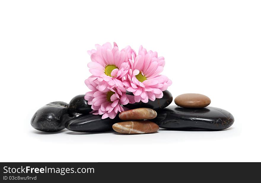 Purple gerbera daisy and few stones on white background. Purple gerbera daisy and few stones on white background