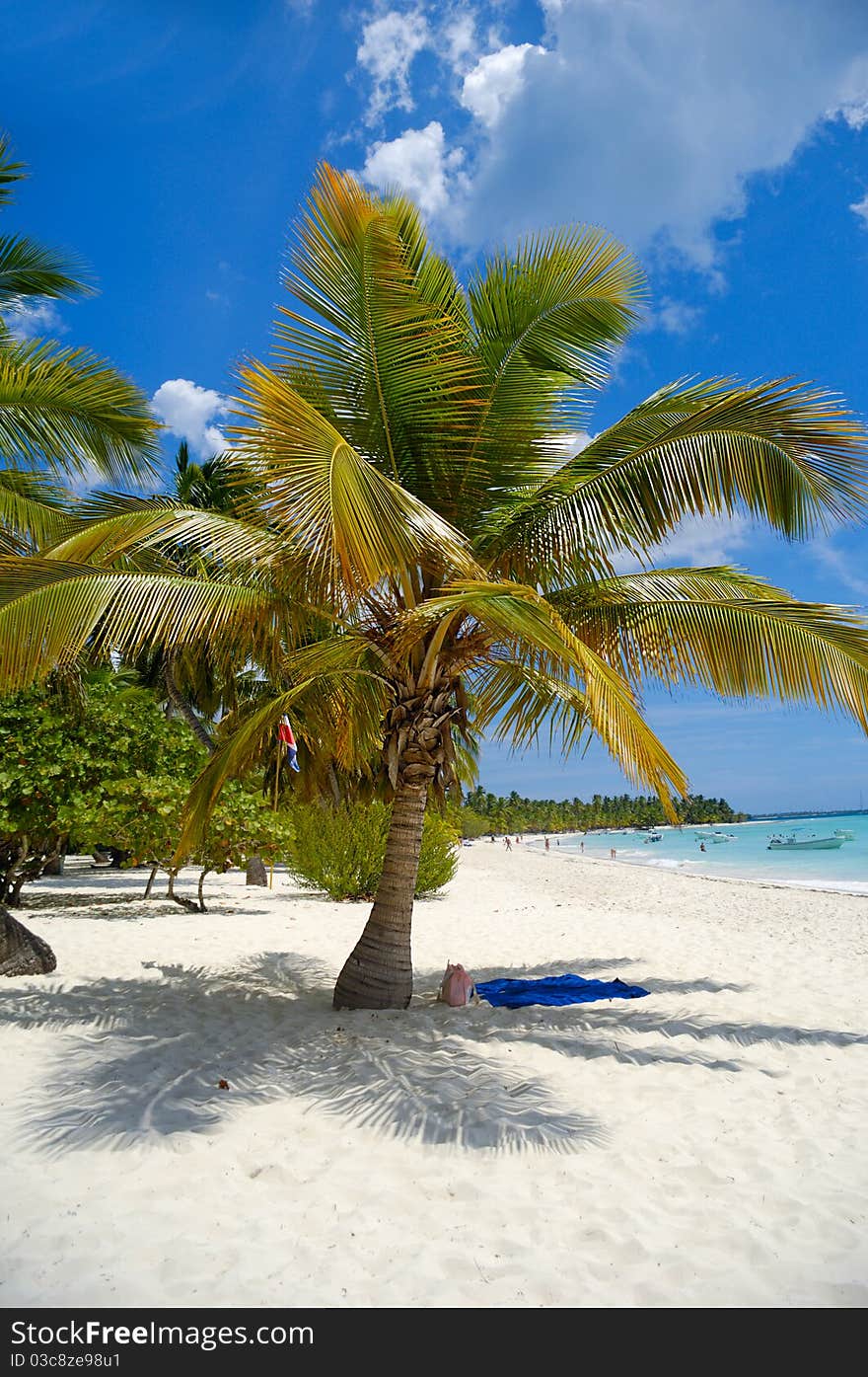 Tropical beach with palm and white sand