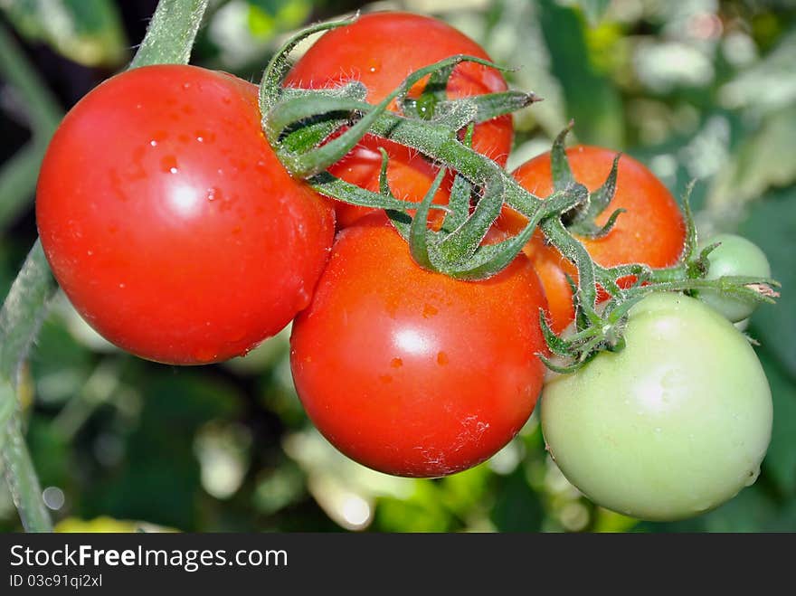 In the photo shows the tomatoes that grow in the garden.