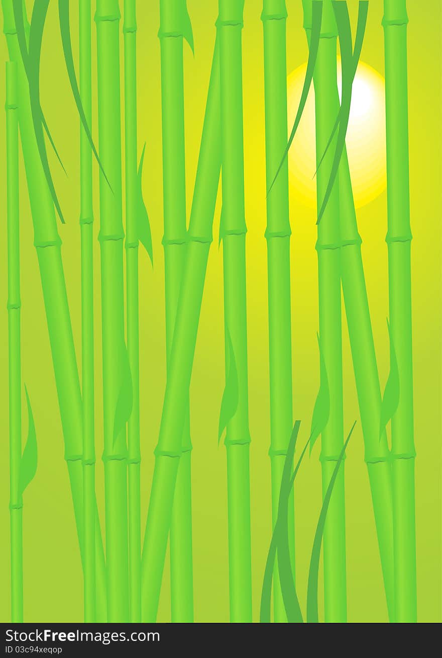 Bamboo