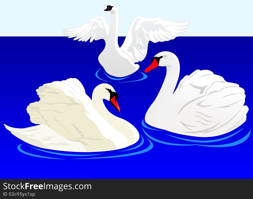 Three white swans swim in the pond. Three white swans swim in the pond