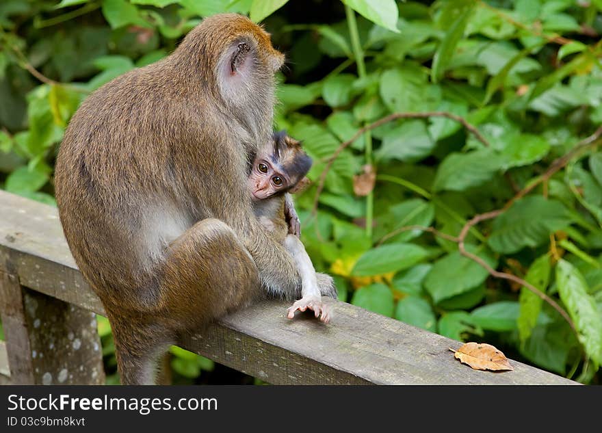 Macaca fascicularis with child