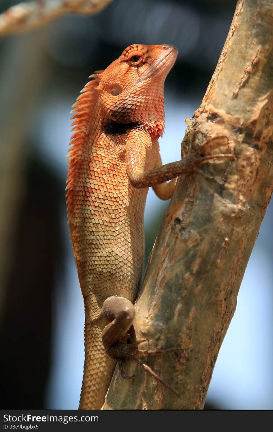 Very serious Gecko on a tree in Thailand, Asia