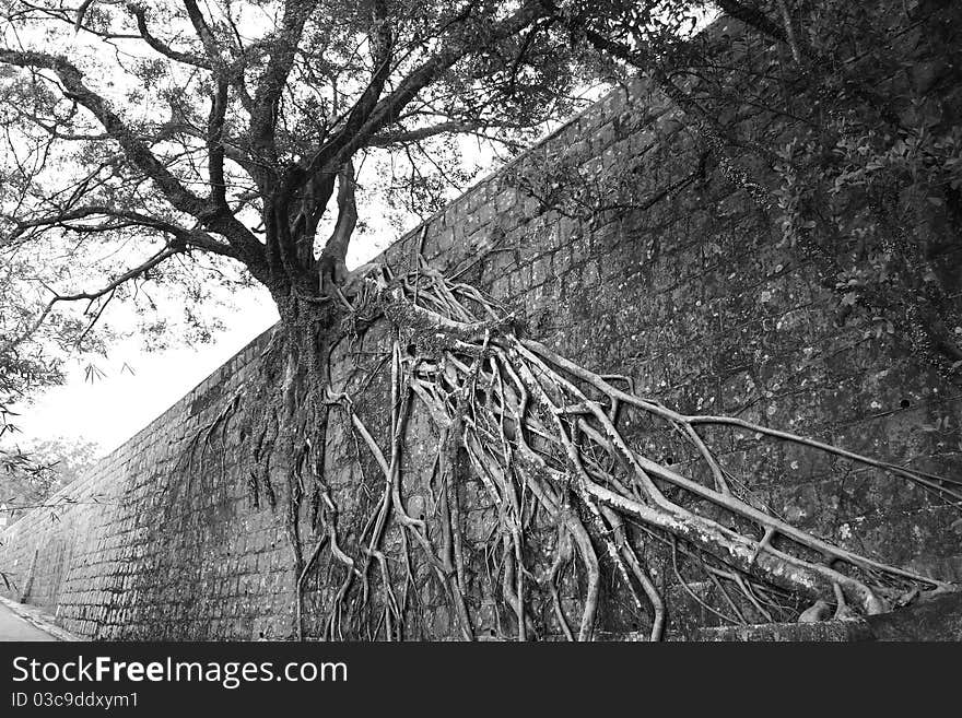 Tree Root in Black and White