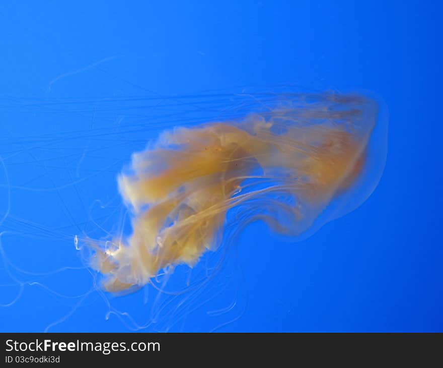 Orange jellyfish in the blue water