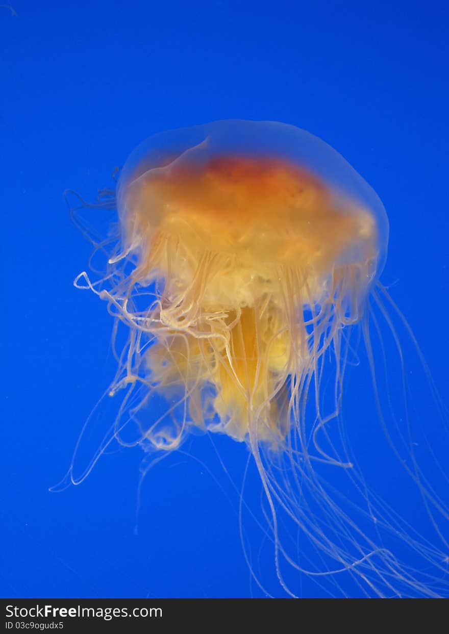 Orange jellyfish in the blue water