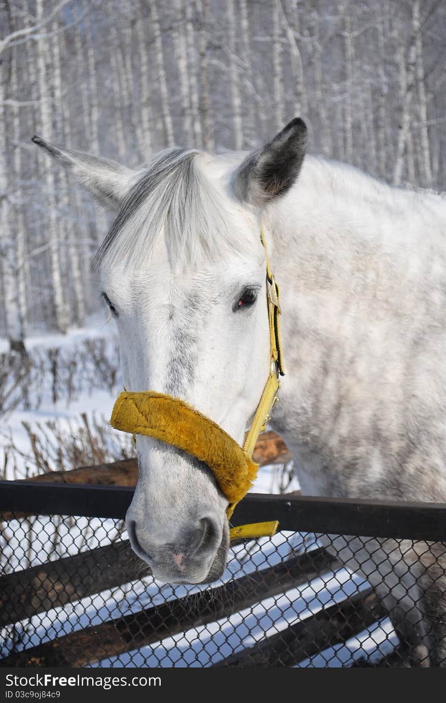 Grey horse in the winter cape. Portrait. Grey horse in the winter cape. Portrait.