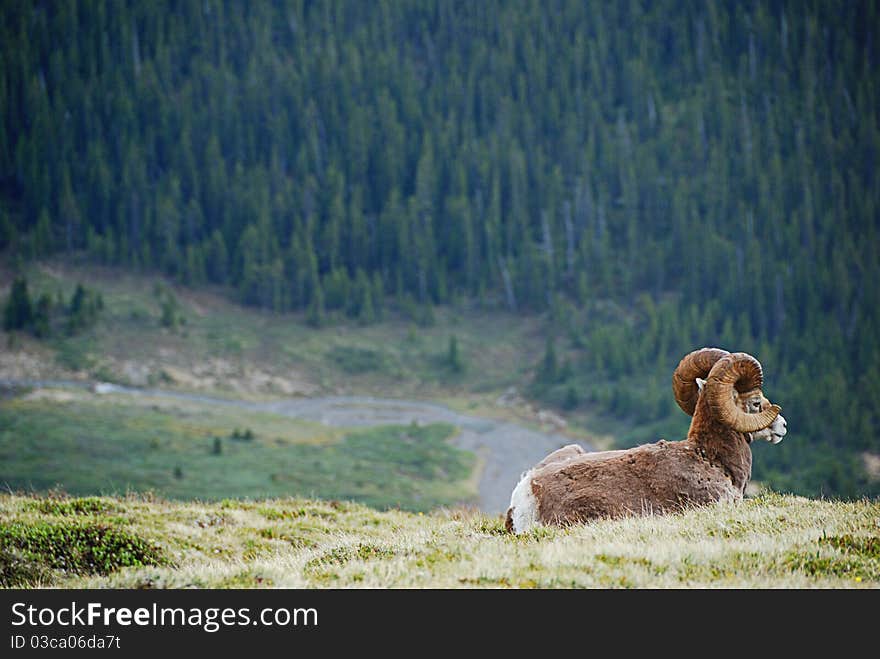 Goat resting on the Rockies, Canada. Goat resting on the Rockies, Canada