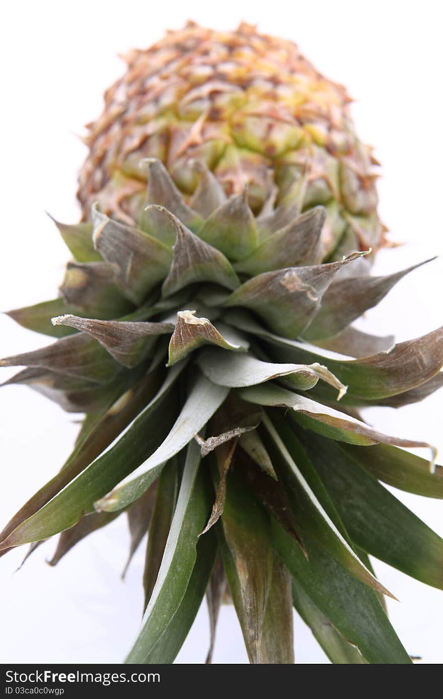 Pineapple fruit on white background