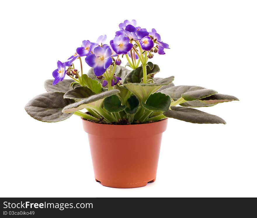 Blue violet houseplant