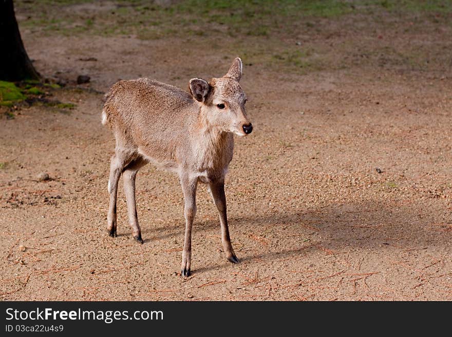 A standing young deer in a Japanese autumn park