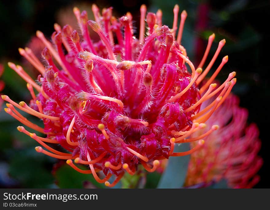 A macro of a protea pink flower in Spring.