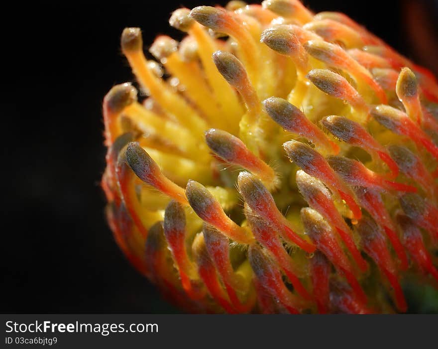 Protea Orange Flower