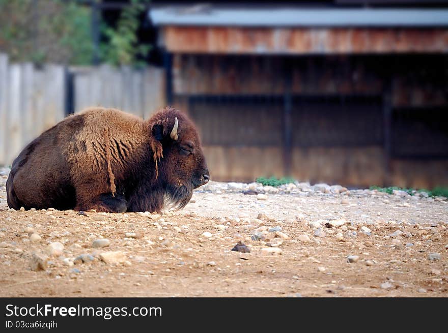 American Bison in Relax in the Prague zoo.