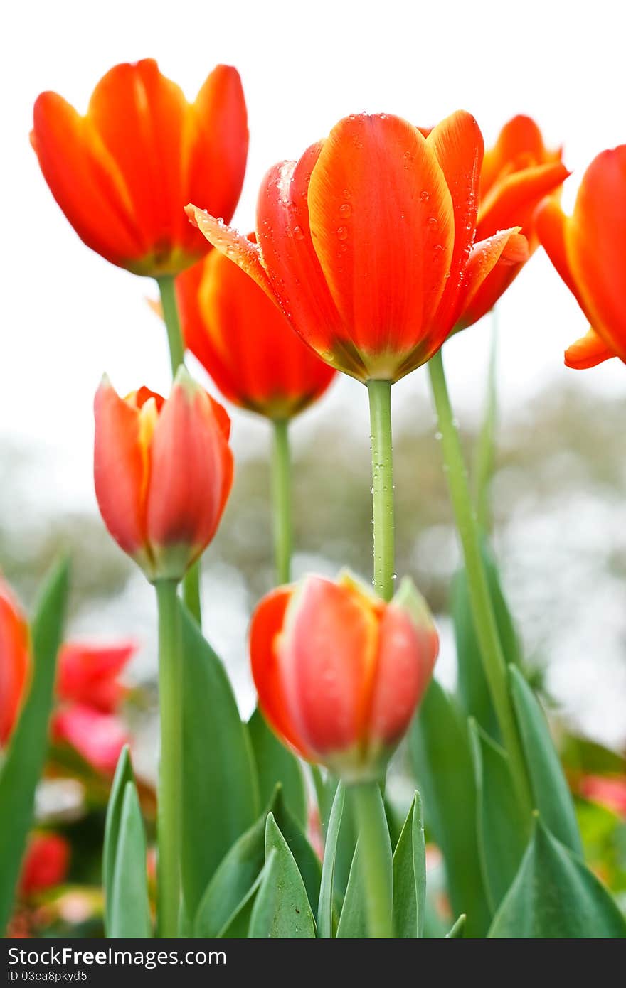 Red tulips taken in natural light. Red tulips taken in natural light