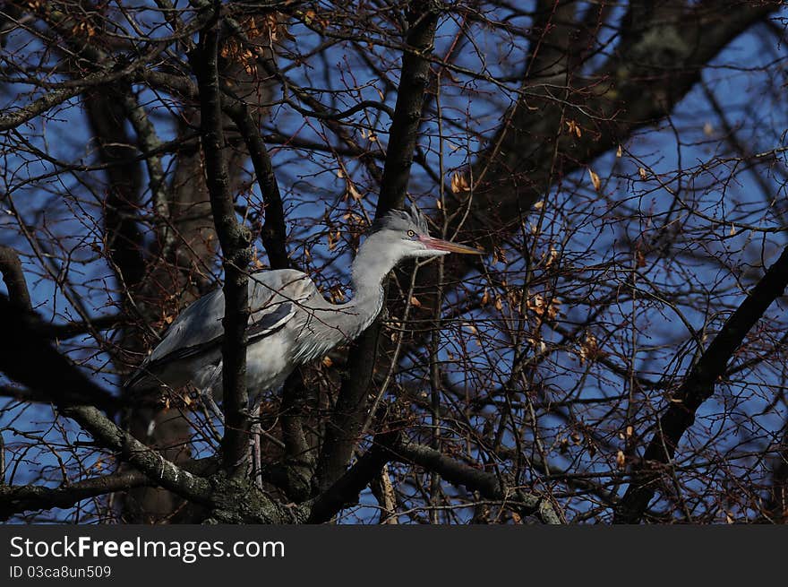 Grey Heron (Ardea Cinerea)