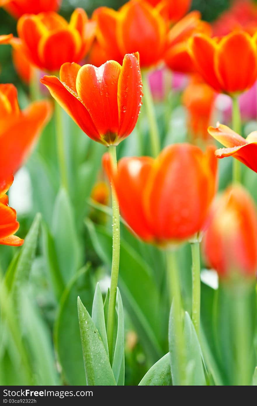 Colorful Tulips