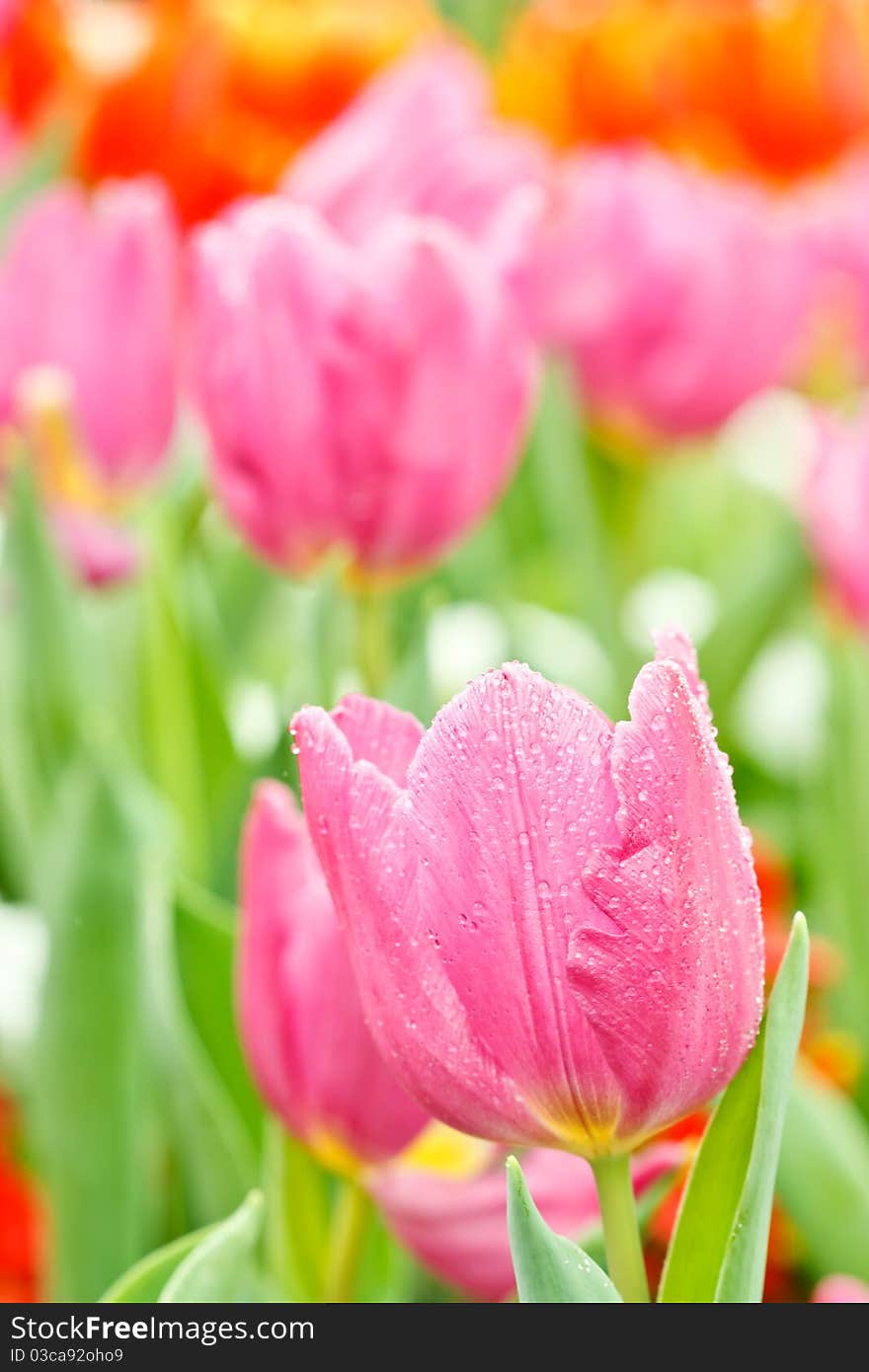 Colorful Tulips