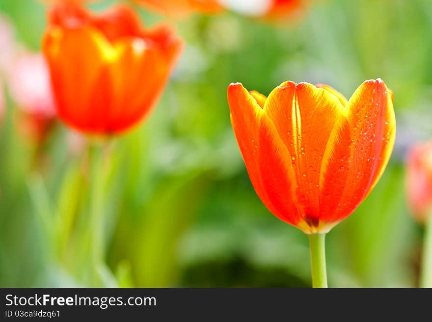 Tulips taken in northern Thailand. Tulips taken in northern Thailand