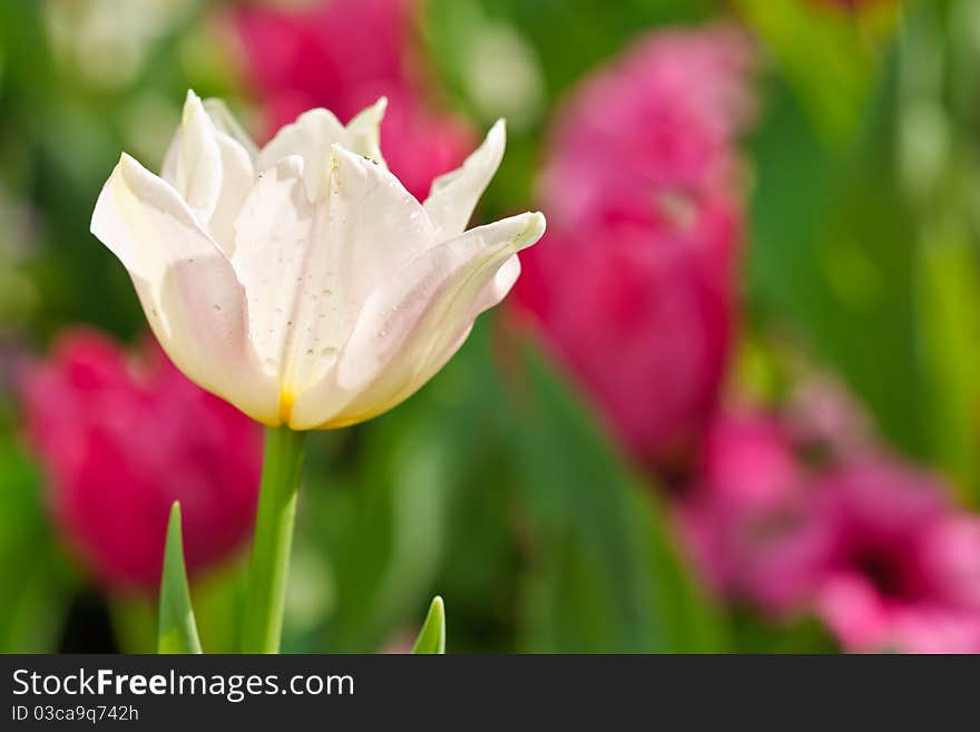 Tulips taken in northern Thailand. Tulips taken in northern Thailand